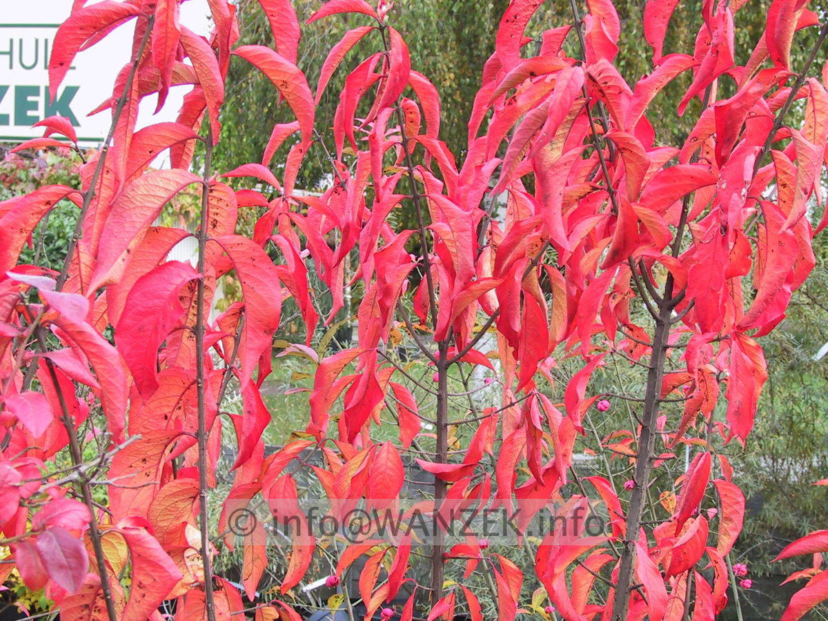 Euonymus europaeus - Herbst1.JPG